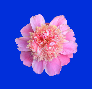 紧闭的花朵粉红小马蓝色背景的顶图片