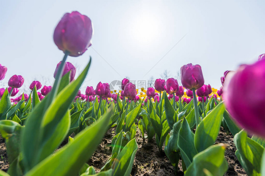 郁金香花美丽的郁金香花束五颜图片