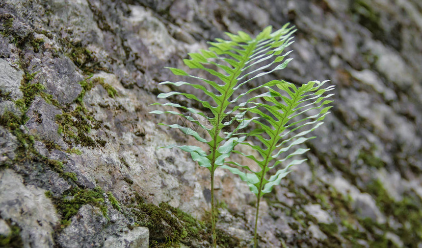 法国荒野中五颜六色的植物图片