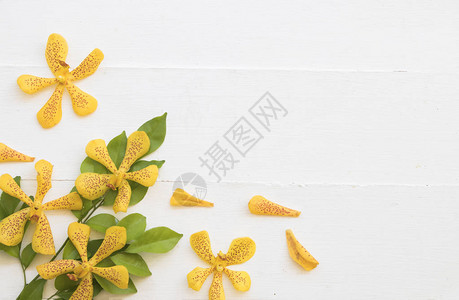 背景白色的竹叶和黄色兰花插图片