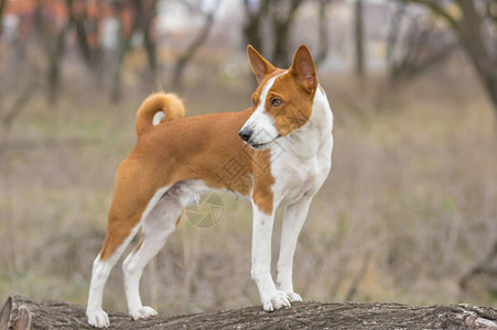 勇敢的巴森吉犬站在树枝上图片