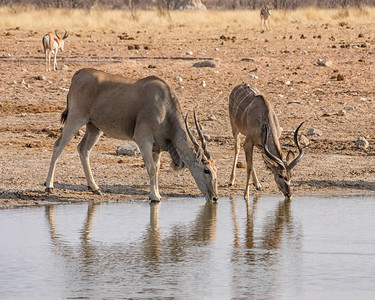Eland和Kudu公牛在纳米比亚草图片