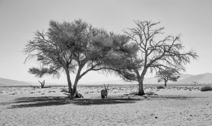 一个Gemsbok羚羊在纳米比亚沙漠的一棵图片