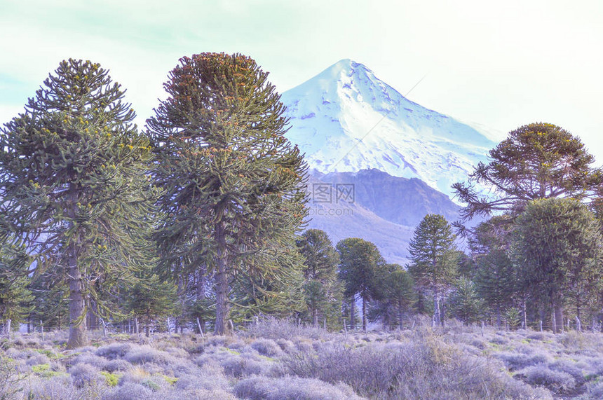 拉宁火山是位于阿根廷和智利边境的一座被冰覆盖的锥形成层火山图片