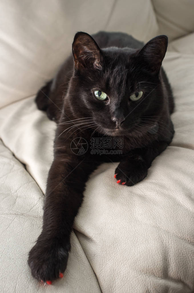 愤怒的宠物黑猫图片