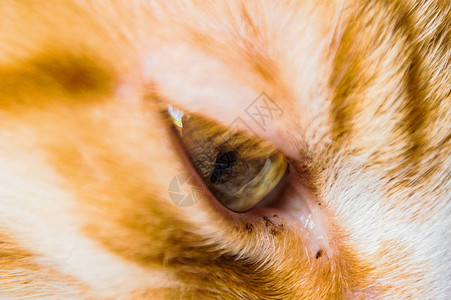 猫眼的虹膜图片