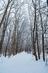 寒冷的森林雪暴后冬图片