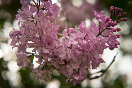 花园里盛开的鲜艳的粉红色丁香花图片