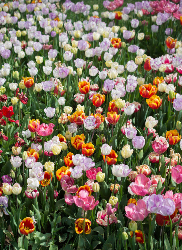 作为花卉背景的花园中盛开的五颜六色的郁金香花图片