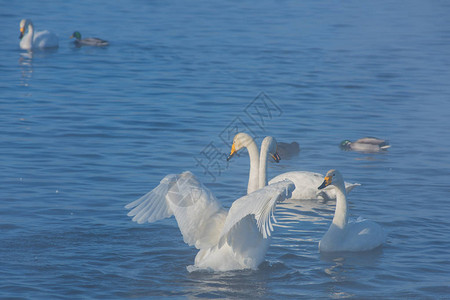 美丽的白天鹅在不结冰的冬季湖中游泳背景图片