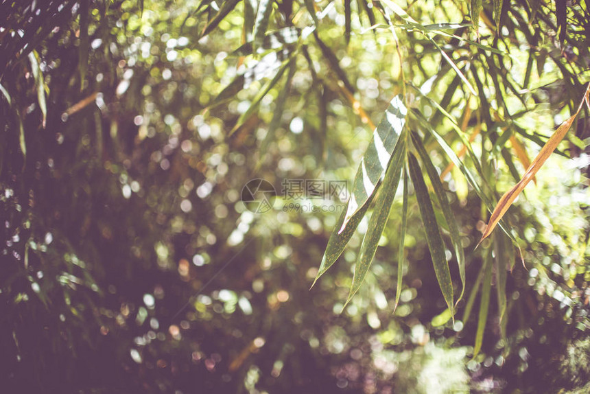 天然竹子森林背图片