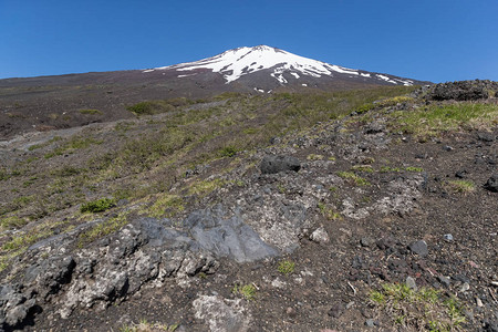 春天的雪富士山顶和自然休养森林步道图片