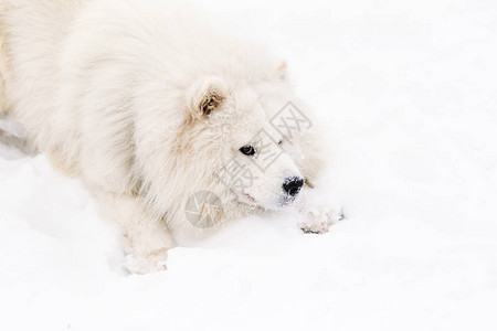 萨摩耶犬浅色躺在雪地里图片