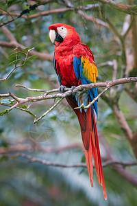 红蓝鹦鹉澳门阿拉猩红金刚鹦鹉背景图片