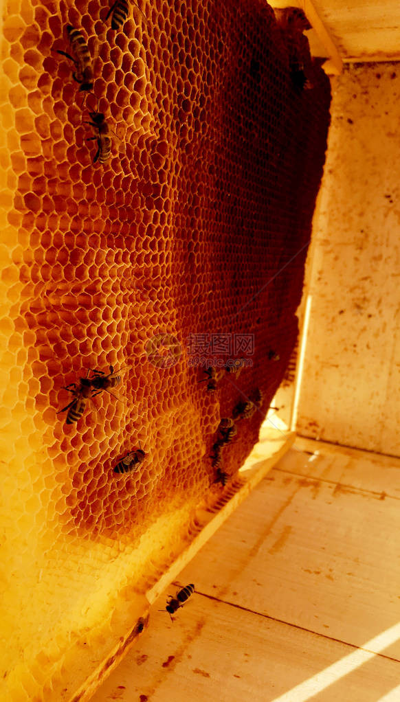 里面装满了的蜂蜜蜂窝微距摄影由蜂蜡蜂巢中的黄色甜蜂蜜组成蜜蜂图片