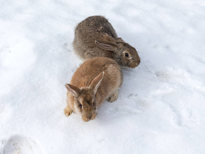 白雪上两只兔子的肖像图片