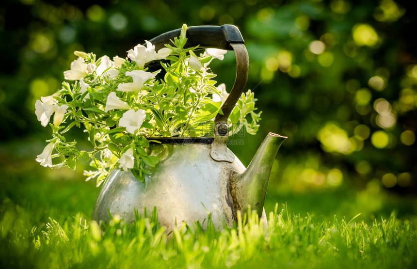 花园的装饰老茶壶和花苗图片