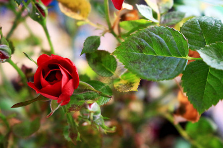 一朵美丽的小红玫瑰背景图片