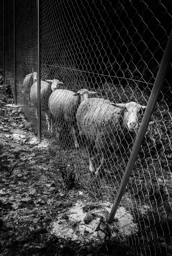 在农场吃羊宠物细节图片