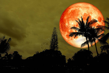 满血的月亮在上的剪影椰子树上图片