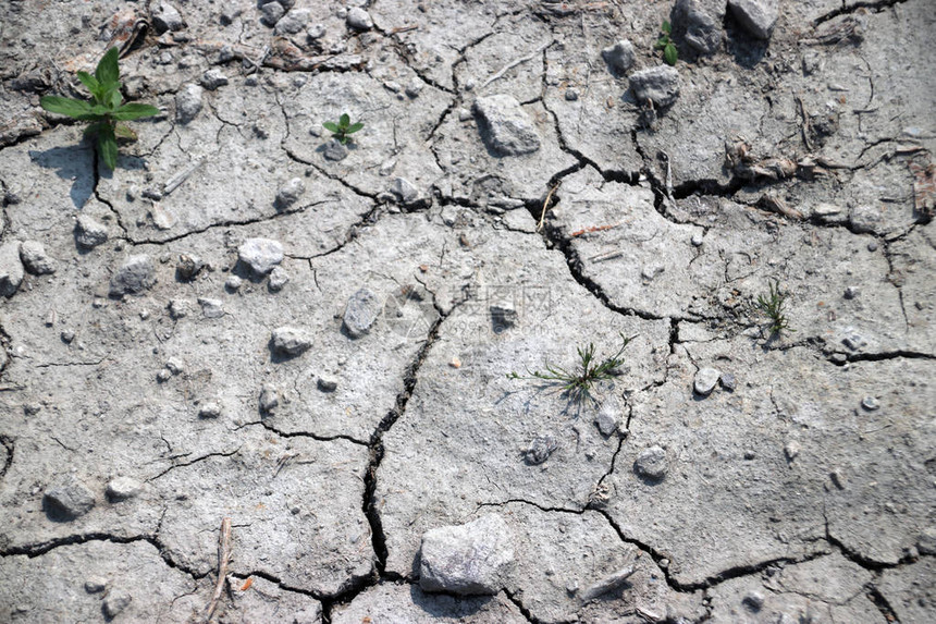 泥土干涸是因为荷兰一只幼崽雨图片