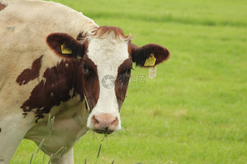 红白色奶牛头在荷兰的草原上详图片