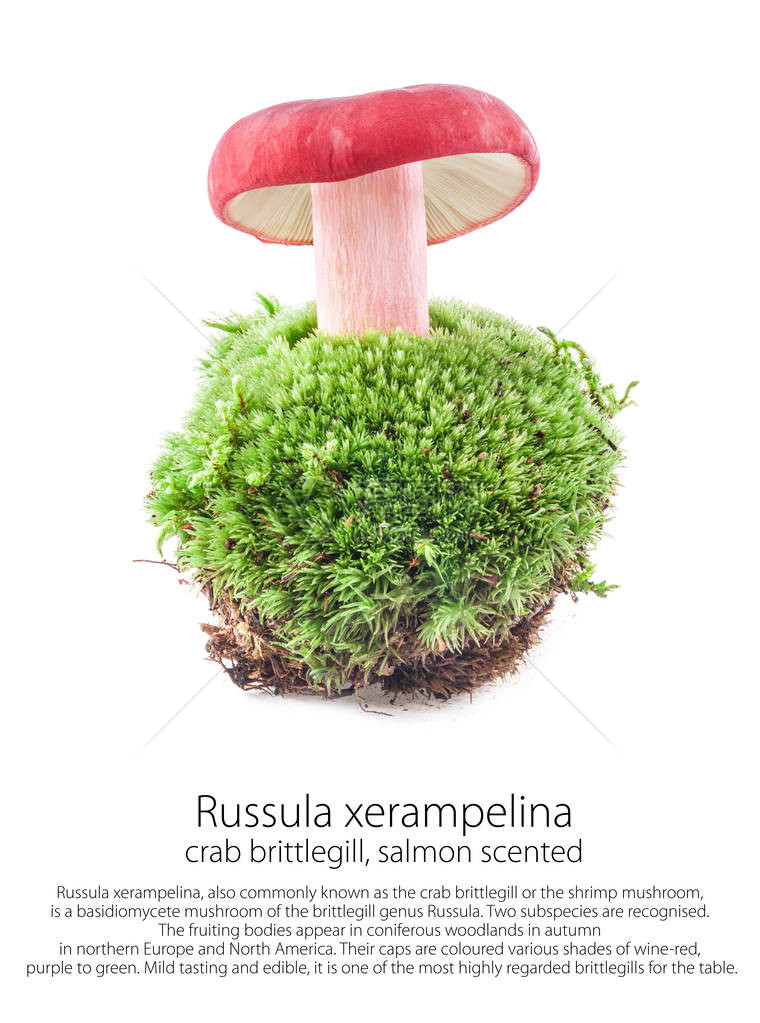 Russulaxerampepelina沙蒙香化在一片以白色背景与世隔绝的森图片