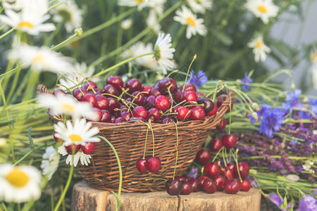 柳条篮中的新鲜红樱桃百里香矢车菊蓝色铃铛和白花绽放花束色调和处理具有柔焦的照片美丽的夏天背景背景图片