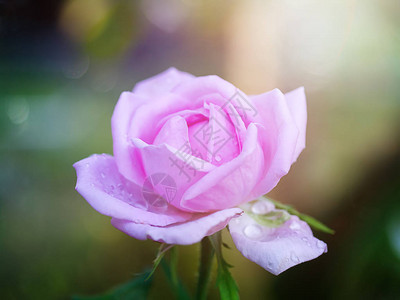 粉红达马斯克玫瑰花瓣贴近图片