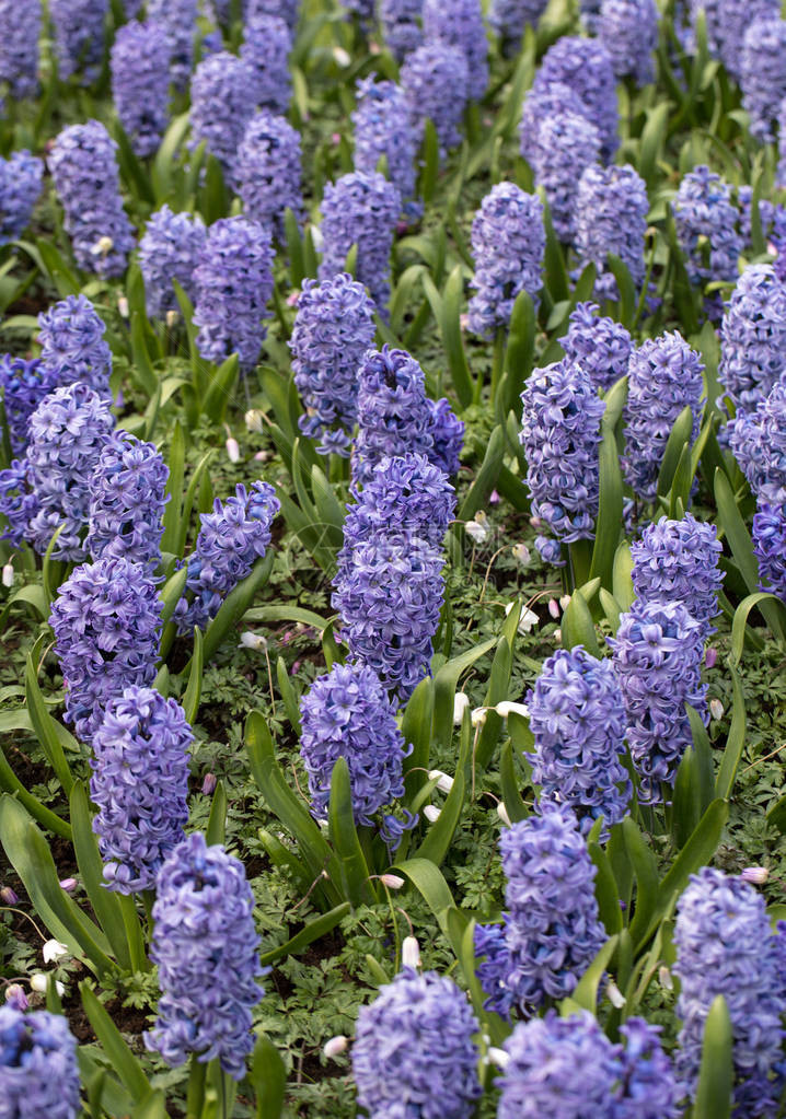 开花在庭院里的蓝色风信花图片
