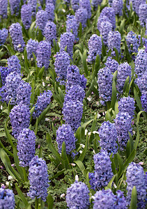开花在庭院里的蓝色风信花高清图片