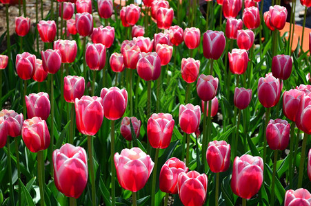 在荷兰密歇根州Tulip时间节的红印图利普RedIimpressio图片