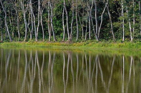 泰国北部自然树的反射图片