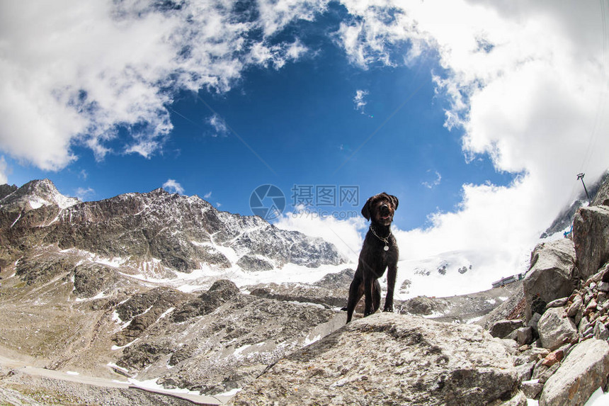 黑狗艾米在奥斯特里亚阿尔卑斯山图片