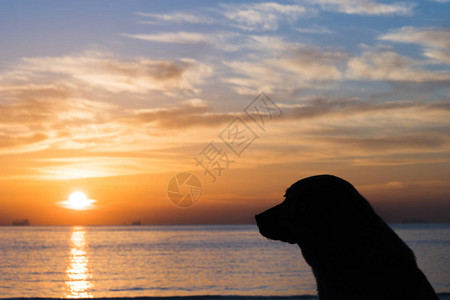日出和狗剪影图片