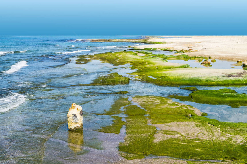 地中海的以色列海岸以色列海藻覆图片