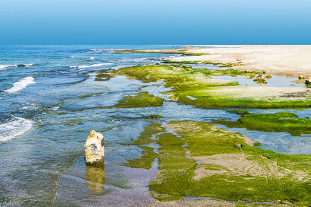 地中海的以色列海岸以色列海藻覆图片