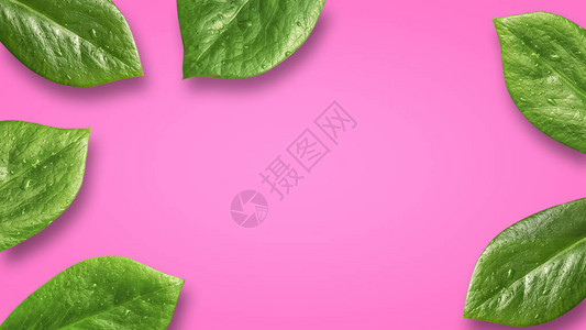 创意设计布局以粉色面粉背景为主最小夏季概念叶片平板图片