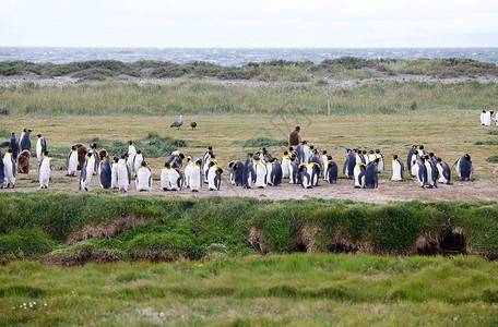智利火地岛群火地岛大因蒂尔湾的企鹅王栖息地火地岛分为图片