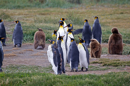 朗哥湾智利火地岛群火地岛大因蒂尔湾的企鹅王栖息地火地岛分为背景
