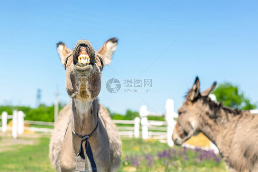 有趣的笑驴可爱的牲畜微笑着露出牙齿的肖像农场牧上的几头灰驴幽默和积图片