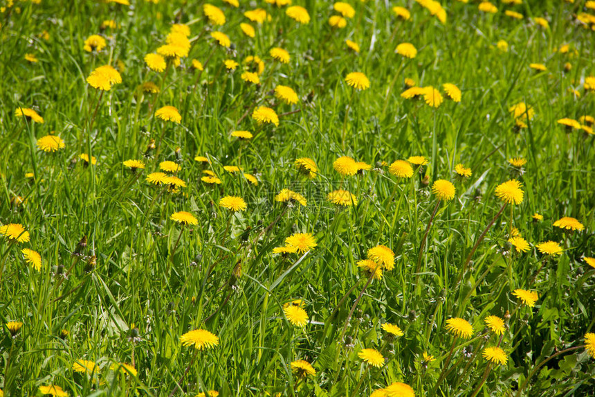 带花的田地有黄图片