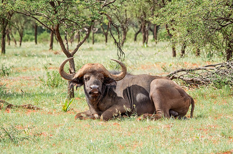 在南部非洲大草原的非洲水牛高清图片