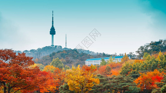 韩国秋枫树南山首尔塔图片