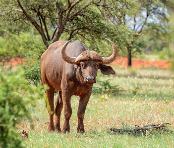 开普布法罗在南部非洲大草原的非洲水牛背景