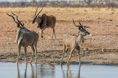 KuduBulls在纳米比亚草图片