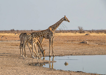 在纳米比亚草原的一个水洞里喝着图片