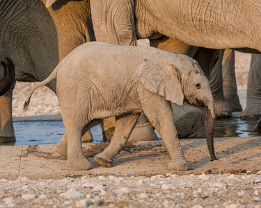 一个非洲大象宝家人住在纳米比亚热带草原图片