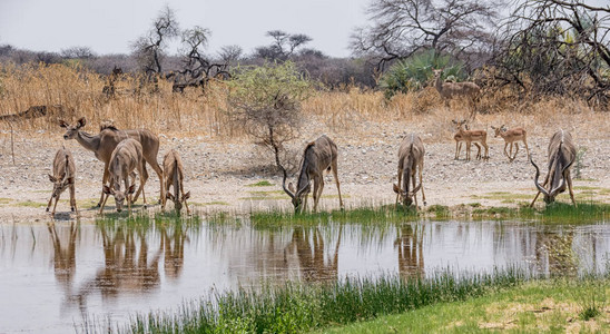 在纳米比亚大草原的一个水洞中饮用图片