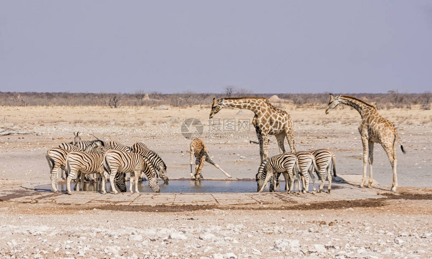 Giraffe和Zebra在纳米比亚草图片